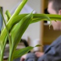 Plantas-aumentam-a-produtividade-no-ambiente-de-trabalho-televendas-cobranca