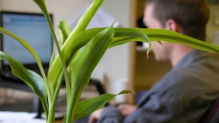 Plantas-aumentam-a-produtividade-no-ambiente-de-trabalho-televendas-cobranca