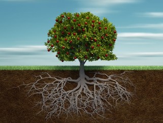 Conheca-o-modelo-de-gestao-bonsai-e-o-que-isso-significa-para-os-lideres-e-suas-empresas-televendas-cobranca