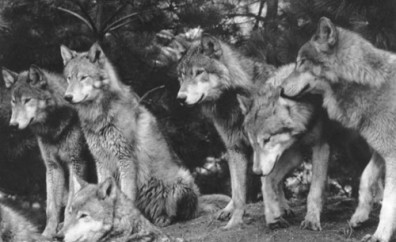 Sobre-meninos-e-lobos-por-que-trabalhar-colaborativamente-e-legal-televendas-cobranca