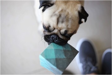 Esta-empresa-fatura-r-25-mi-por-ano-e-tem-um-cachorro-como-ceo-televendas-cobranca-2