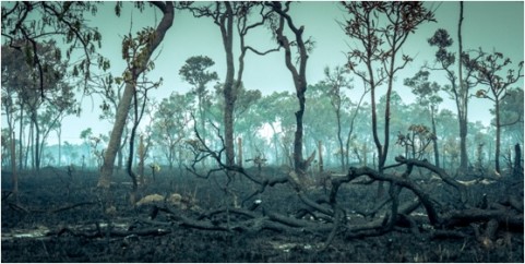 Bradesco-itau-e-santander-lancam-plano-de-sustentabilidade-para-amazonia-televendas-cobranca-1
