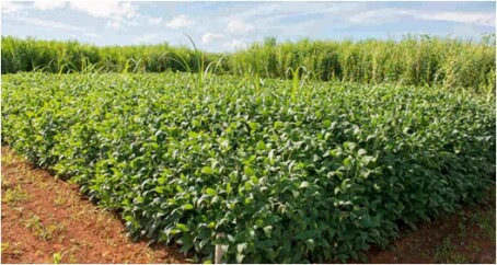Gestora-que-administra-r-5-bi-em-creditos-podres-do-agro-triplica-acordos-televendas-cobranca-1