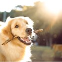O que podemos aprender sobre o atendimento ao cliente com o setor pet-televendas-cobranca-1