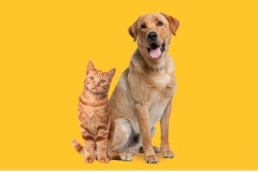 O-que-os-seus-pets-podem-te-ensinar-sobre-aprender-ingles-televendas-cobranca-2