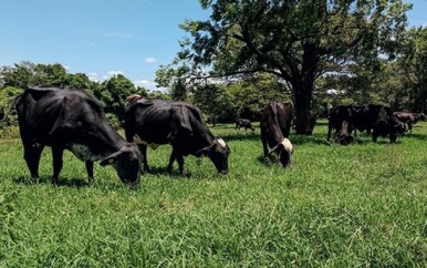 Credito-com-subsidio-para-recuperacao-de-pastagem-e-pouco-efetivo-televendas-cobranca-1