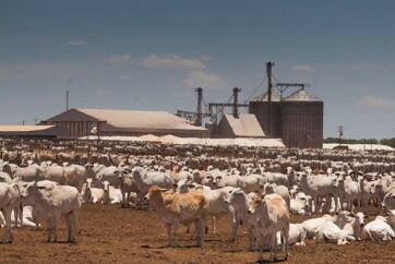 Agrobank-da-genial-investimentos-tera-consorcio-para-aquisicao-de-boi-televendas-cobranca-1