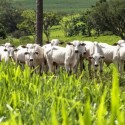 Juízes vão poder ver de satélite se fazenda existe de verdade antes de aprovar recuperação judicial-televedas-cobranca-1