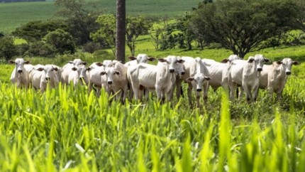 Juízes vão poder ver de satélite se fazenda existe de verdade antes de aprovar recuperação judicial-televedas-cobranca-1