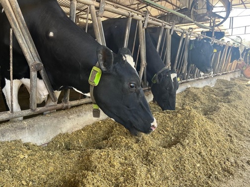 Vacas-monitoradas-por-IA-viram-garantia-de-empréstimos-em-operação inédita no Brasil-televendas-cobranca-1